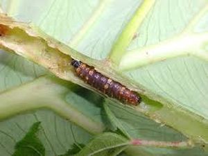 uploads/images/pest/okra shoot borer.jpg